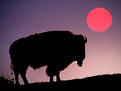 Bison Silhouetted at Sunrise, Yellowstone National Park, Wyoming